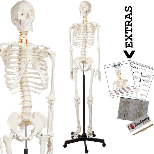 Axis Scientific Human Skeleton Model for Anatomy Bundle, 5' 6" Life Size Skeletal System, 206 Bones, Interactive Medical Replica 3 Year Warranty, Study Guide, Adjustable Rolling Stand, and Dust Cover - 