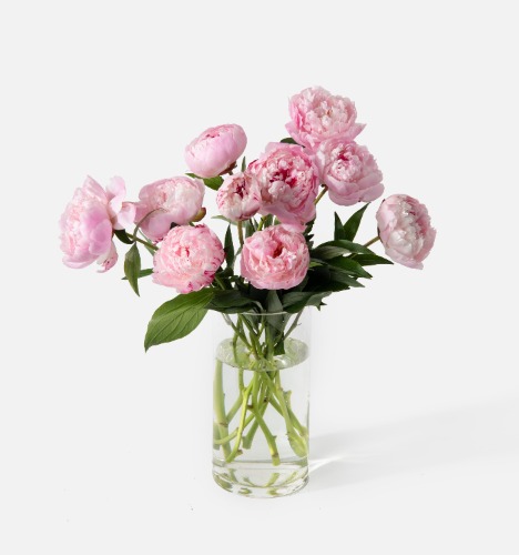 The Peony | Single