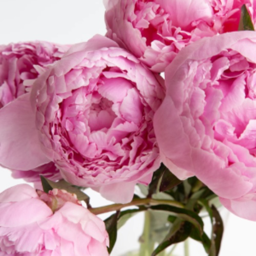 20 pivoines