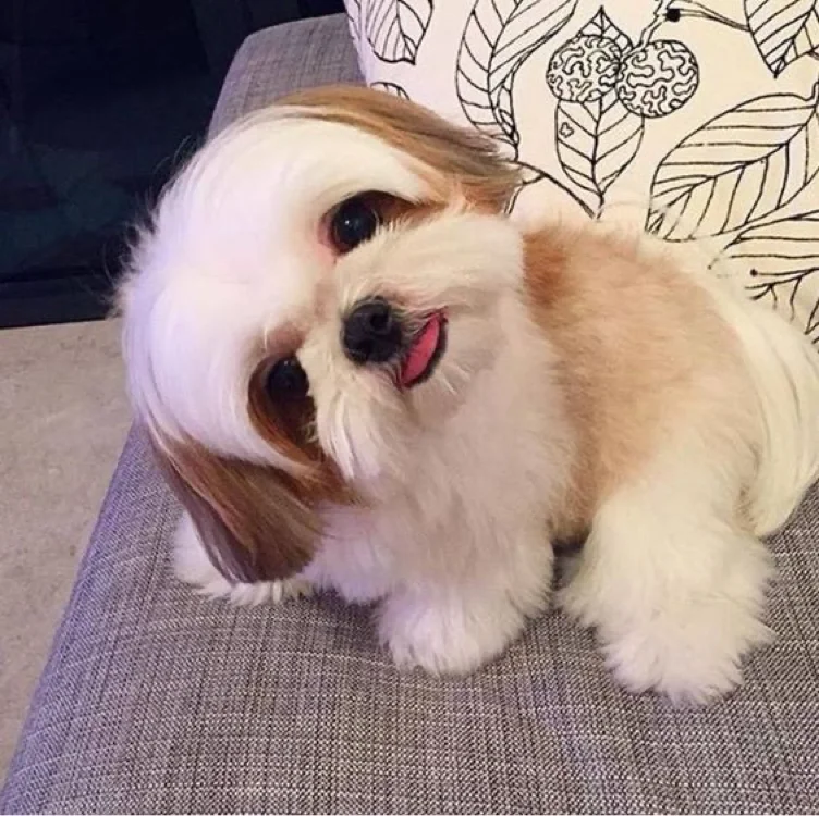 Shitzu puppy 