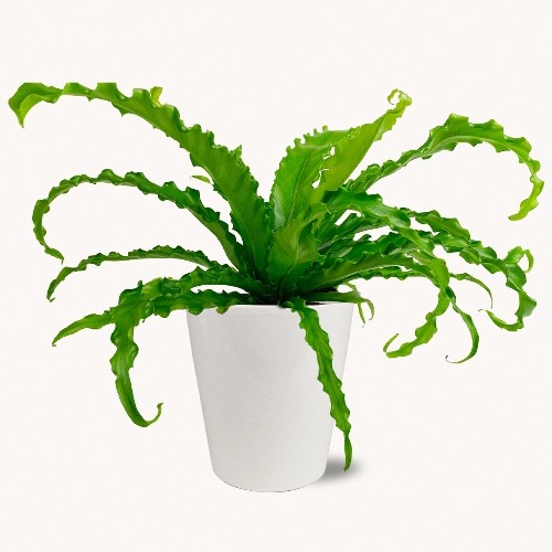 Osaka Bird's Nest Fern - White Evi