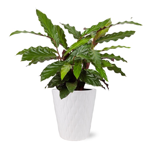 Calathea Wavestar - White Evi