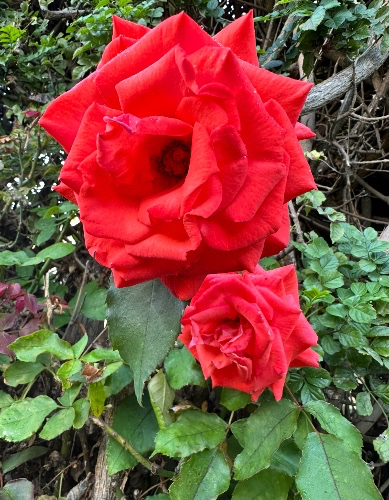 Appreciation Tip ❤️