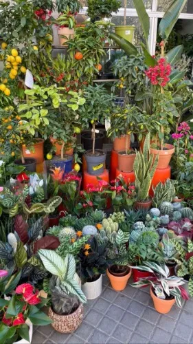 Plants for my home 🌸