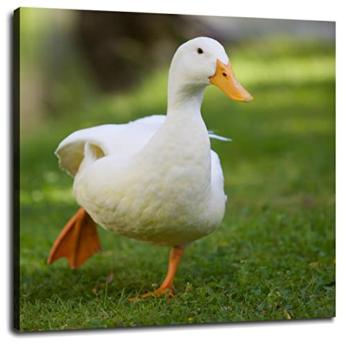 White Goose Prints Canvas Pictures Wall Art Posters Print Animal Photography Photo Wall Decor - Perfect For Modern Living Room, Office, Bedroom Kids Room With Framed16 x16 - With Framed - 16"x16"