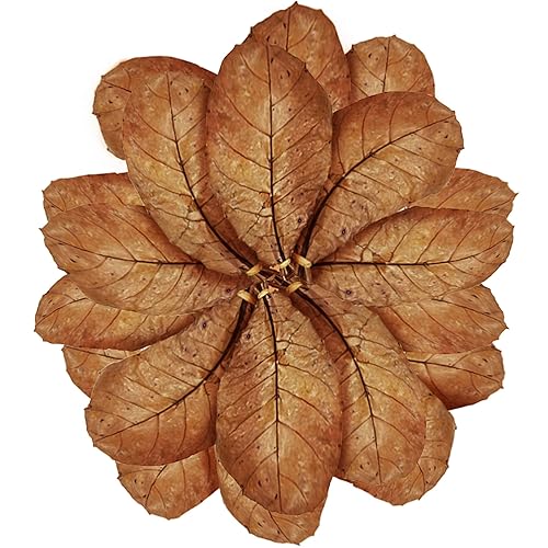 SunGrow 20 Pcs Large Catappa Indian Almond Leaves for Fish Aquarium Tank, 7-8 Inches, Leaf for Successful Breeding & Creating Rainforest Environment, Water Conditioner Leaves for Shrimps, Betta - 20 Leaves