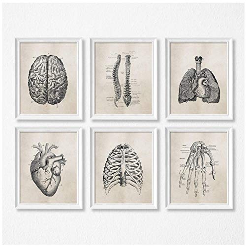 Menschliche Anatomie Wissenschaft Vintage Poster Kunstdrucke, Medizinische Anatomie Leinwand Gemälde Arzt Klinik Wandbilder Dekor-30x40cmx6Pcs-Kein Rahmen