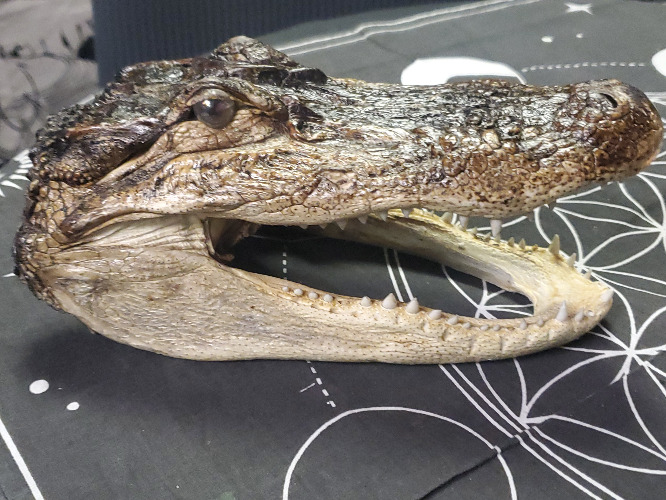 Alligator Head