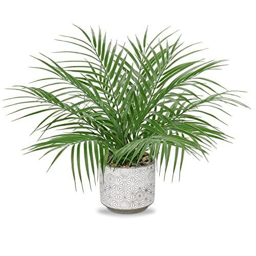 Hollyone Artificial Plants Fern Leaf Decorative Fake Plants Potted, Plastic Faux Plants Indoors in Cement Pots, Artificial Plants Indoors for Home Decor, Bedroom, Office Desk, Living Room and Kitchen - Type#1