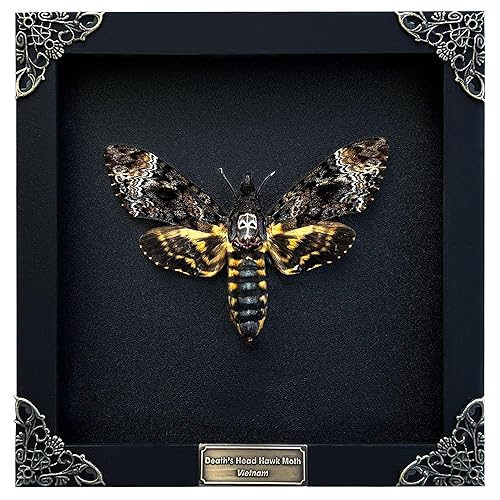 Real Death Head Moth Black Skull Acherontia Butterfly Entomology Shadow Box Insect Oddity Skull Curiosities Unique Taxidermy Collectables Tabletop Wall Art Home Decor Living Gallery Bedroom K18-01-DE - 01-Black Frame