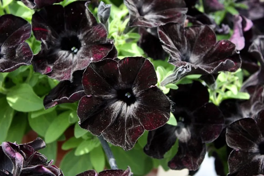  Black Mamba Petunias