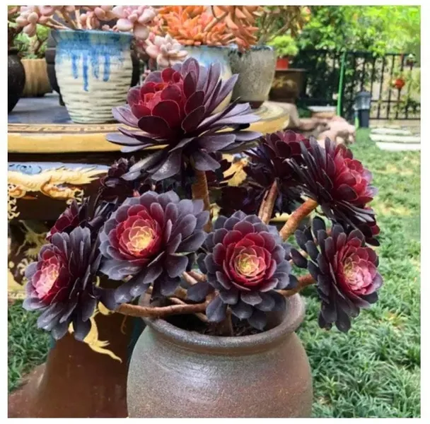 Black Rose Aeonium