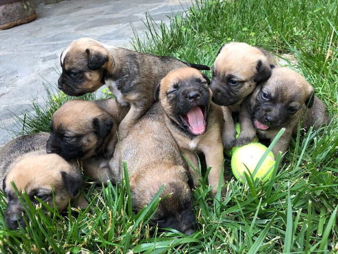 Pay cat/dog food for a week 