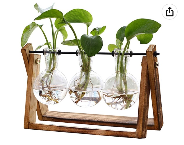Plant Terrarium with Wooden Stand