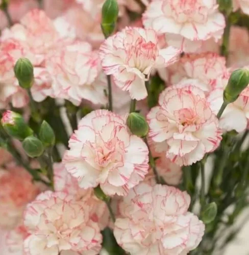 Big bouquet / Duży bukiet