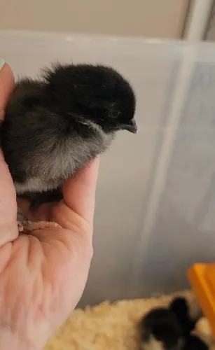 Feed for the chickens!