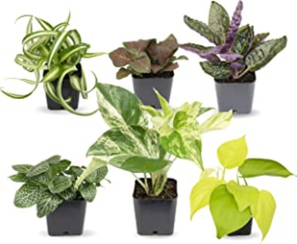 Easy to Grow Houseplants (6 Pack), Live House Plants in Plant Containers, Growers Choice Plant Set in Planters with Potting Soil Mix, Home Décor Planting Kit or Outdoor Garden Gifts by Plants for Pets