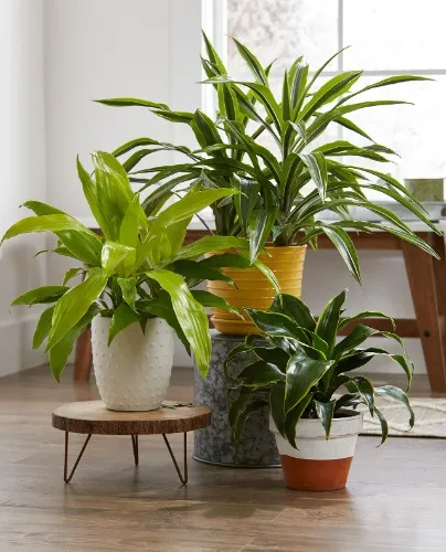 Houseplants