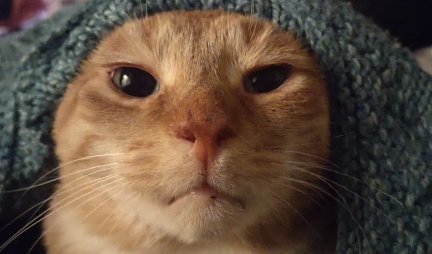 Help me keep Eggs healthy! 