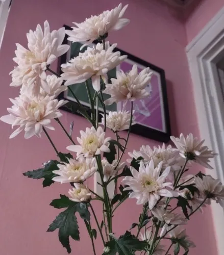 Weekly flower budget 🖤