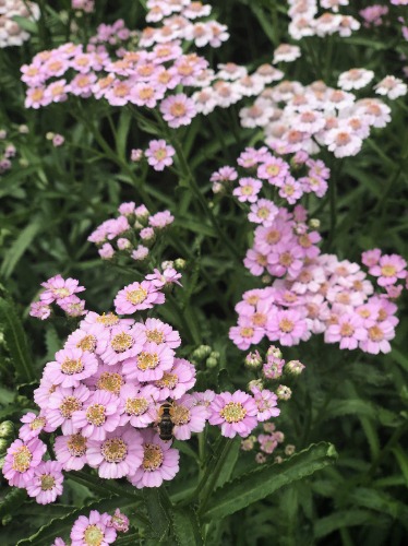 Siberian Yarrow, 'Love Parade' | 1000 seeds
