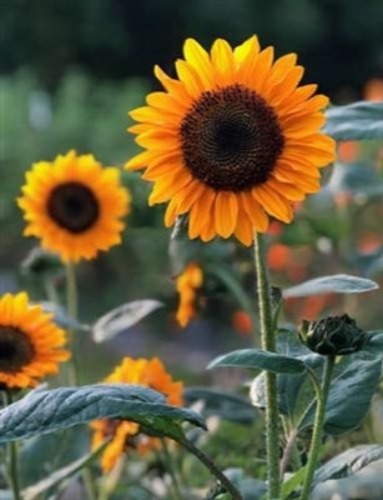 Sunflower, 'Soraya' | Pkt