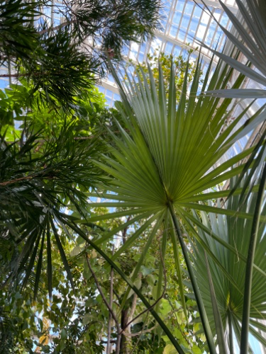 new exotic plant