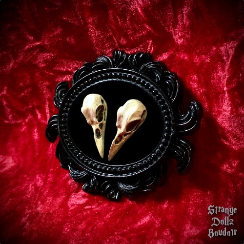 Small raven skull frame, replica skulls faux taxidermy gothic home decor, Strange Dollz Boudoir
