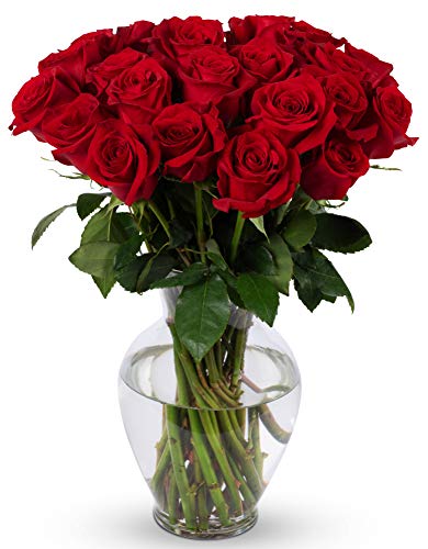Benchmark Bouquets 24 stem Red Roses, Next Day Prime Delivery, Farm Direct Fresh Cut Flowers, Gift for Anniversary, Birthday, Congratulations, Get Well, Home Décor, Sympathy, Christmas - Red