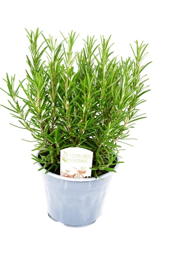 Large Rosemary Plant in a 14cm Pot - Perfect for Use in The Kitchen - Plant Looks Just Like The Picture