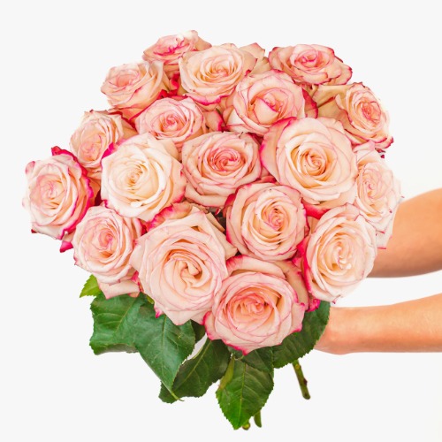 Candy Cane Roses - Regular Shipping