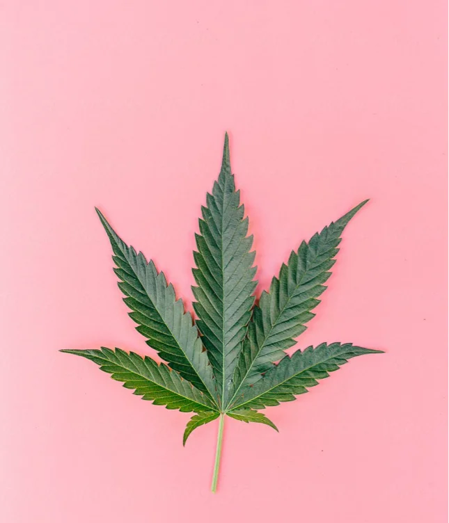 🌸 420 friendly 🌸