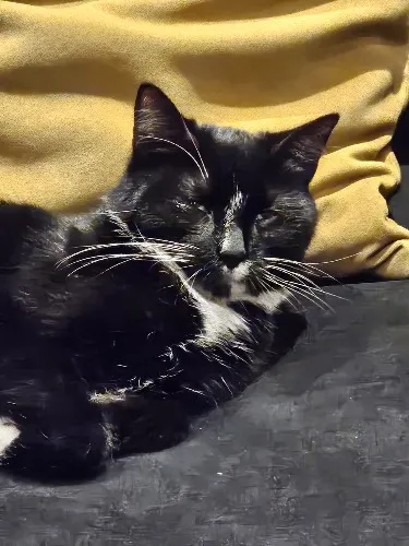 Fundraising for my little kitty 😺