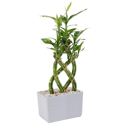 Costa Farms Lucky Bamboo Plant, Easy to Grow Live Indoor Houseplant in Ceramic Planter Pot, Potting Mix, Grower's Choice, Perfect for Home Tabletop, Office Desk, Shelf, Zen Room Decor, 12-Inches Tall
