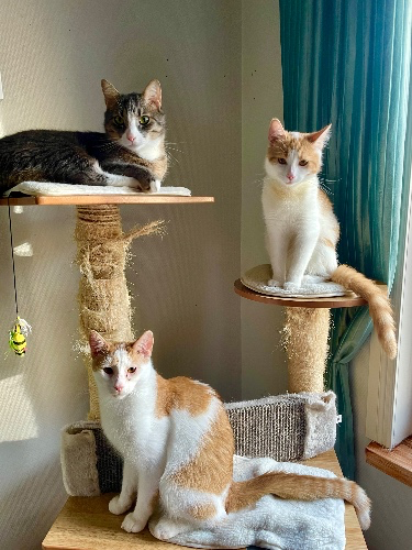 Kissoille jotain kivaa🐈 / Fun for kitties