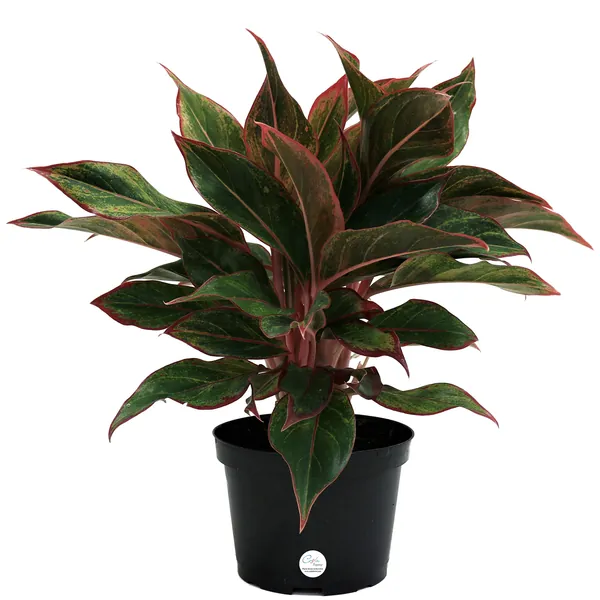 Costa Farms Aglaonema Red Chinese Evergreen Live Indoor Plant, 14-Inches Tall, Ships in Grower's Pot - 14-Inches Tall Grower's Pot