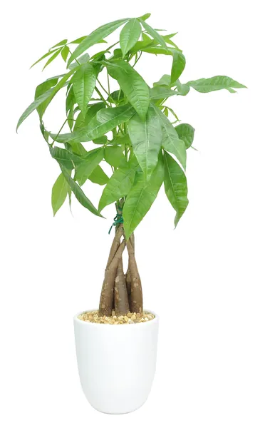 Costa Farms Money Tree Pachira, 16-Inches Tall Ships in Ceramic Planter, 10, Gift or Home Décor