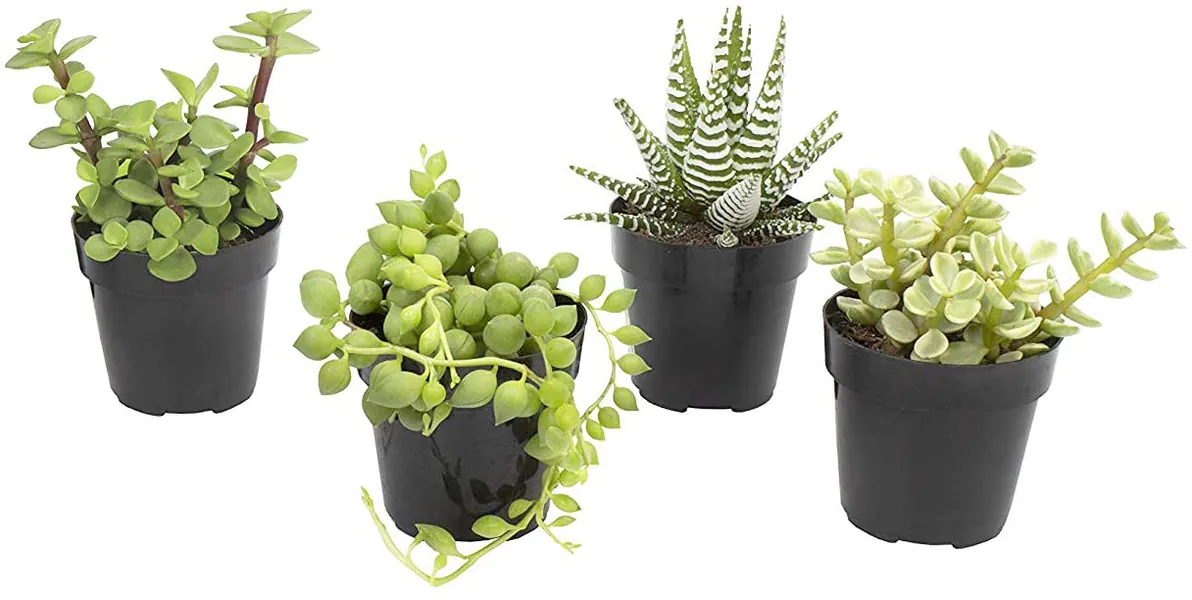 Altman Plants Assorted Live Succulents Desk Buddy Collection Easy Care Plants for Indoor, Office, Kitchen, 2.5", 4 Pack