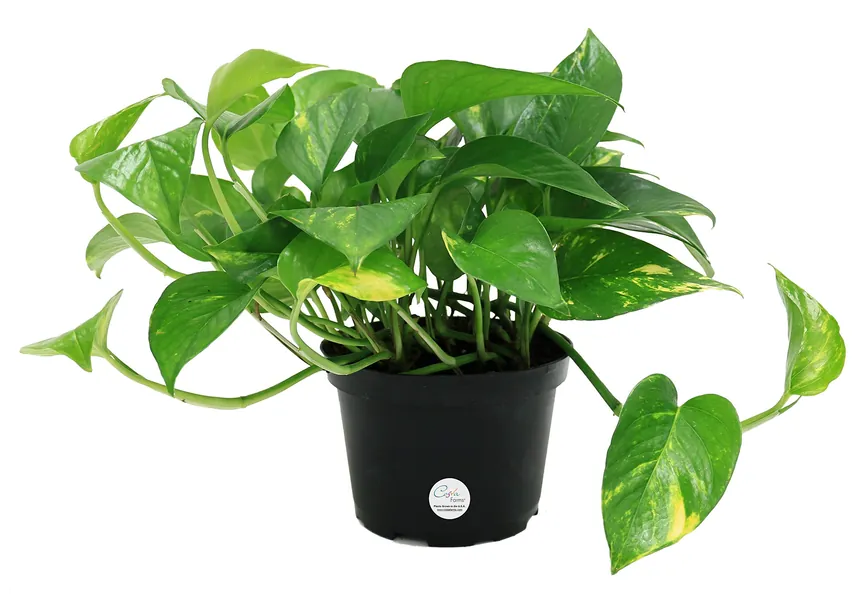 Costa Farms Easy Care Devil's Ivy Golden Pothos Live Indoor Plant 10-Inches Tall, Grower's Pot