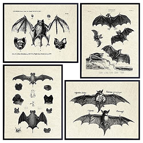 Bats Gothic Wall Art & Decor - LARGE 11X14 - Vintage Retro Hipster Goth Art, Home or Room Decoration - Gift for Horror, Vampire Fans - Creepy Scary Anatomical Picture Poster Print Set - 11x14
