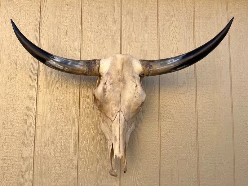 Longhorn steer skull 