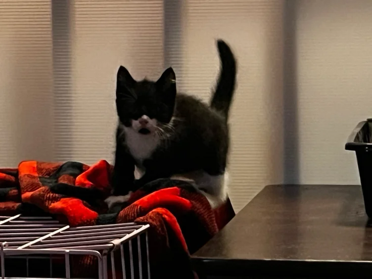 Spay/Neuter donation 