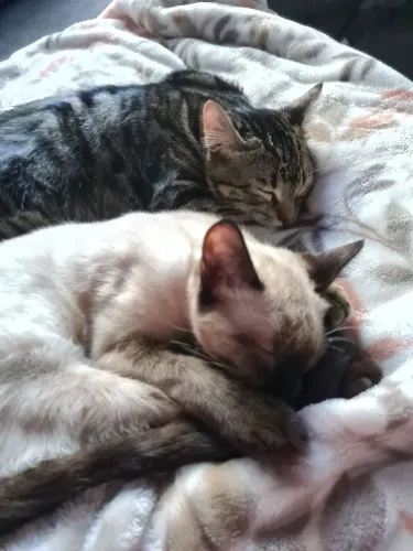 Savings For my Cats!