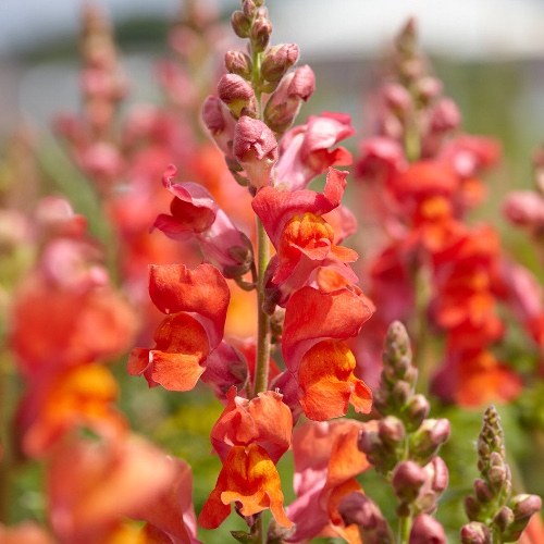 Speedy Sonnet Bronze Snapdragon | 1 Gallon