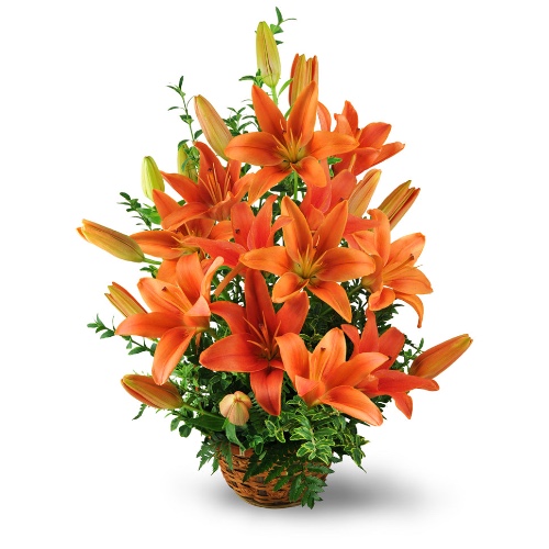 Asiatic Lily Basket - Premium