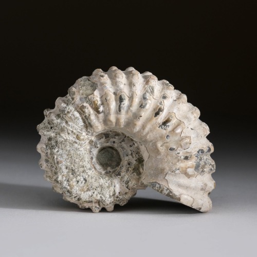 Natural Ammonite Fossil from Madagascar