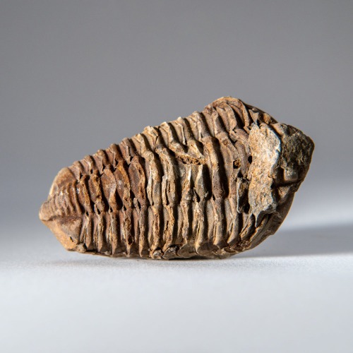 Genuine Single Flexicalymene Trilobite Fossil