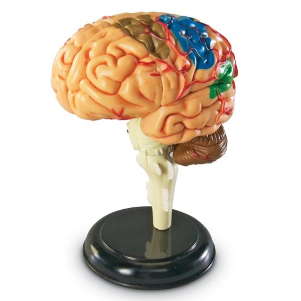 Learning Resources - Cerebro educativo (9,6 cm)