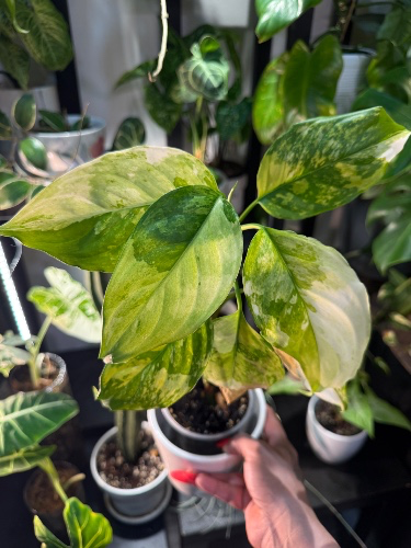 Buy me a new plant 🪴 