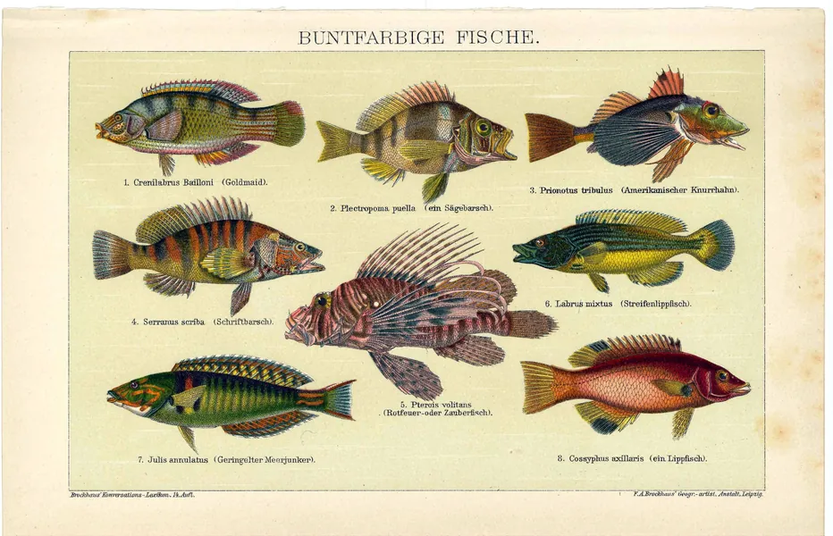 Antique fish print